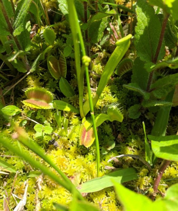 Stanley Rehder Carnivorous Plant Garden – Gardens Visitor