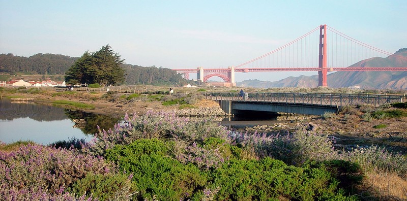 Restored Habitat for Native Plants at Crissy Field Marsh