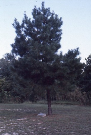 Moon Tree, c. 1980