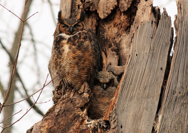 Plant, Bird, Beak, Wood