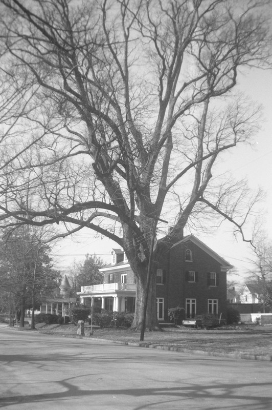 The Henry Clay Oak in 1967.