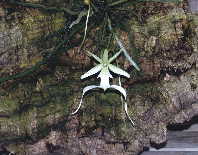 A rare ghost orchid in bloom at the conservatory in 2014