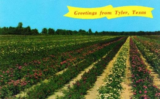 Here is another postcard from Tyler depicting what the Rose fields used to look like back in the late 1800s.