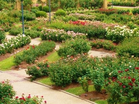 Here are thousands of rose bushes in the Tyler Rose Museum. The garden also has several beautiful fountains that are around the roses where people are welcome to come and enjoy the garden at no charge.