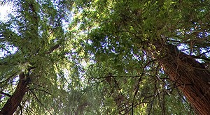 Redwood Grove within the National AIDS Memorial Grove, Golden Gate Park