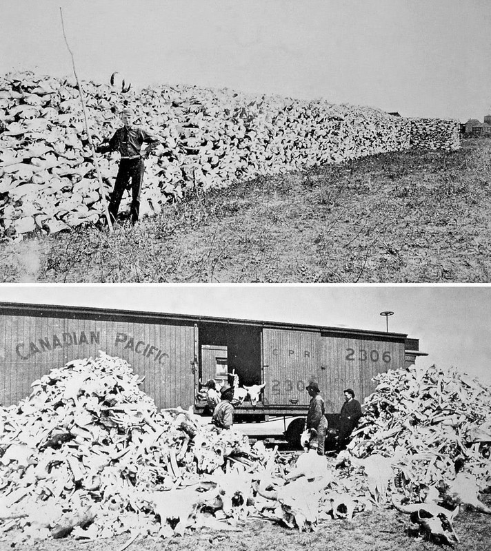 Bison bones to be used for fertilizer, fine bone china, and the refining of sugar, c. 1870