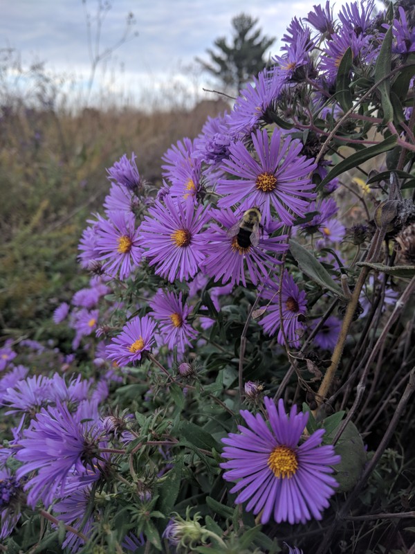 New England Aster