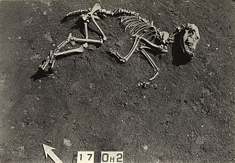 Canine Burial at Indian Knoll.