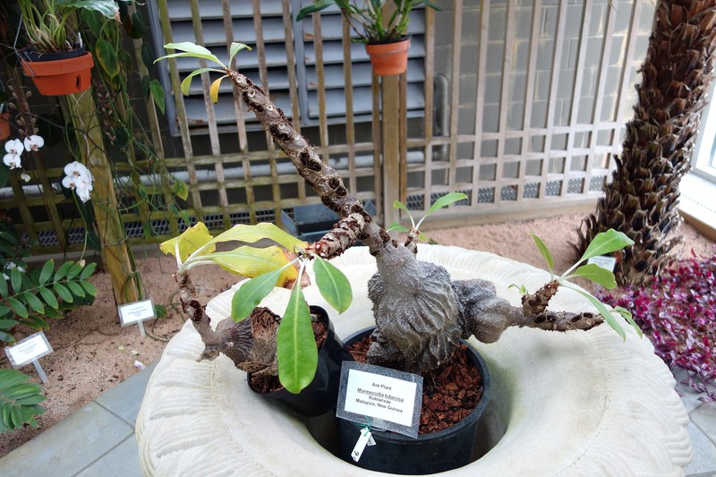 Ant Plant, Myrmecodia tuberosa 