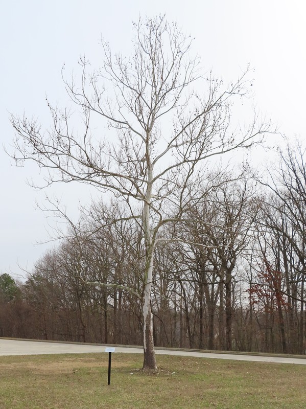 Moon Tree in winter by Michael Herrick on HMDB.org (reproduced under Fair Use)