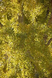 Ginko bilbao Trees, detail