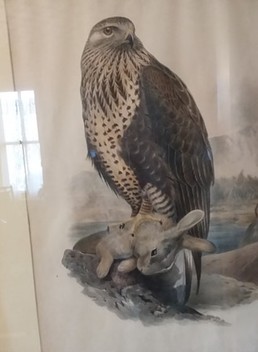 a painting of a hawk holding a rabbit.