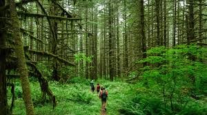 The Seward Park Forest Hiking Trails