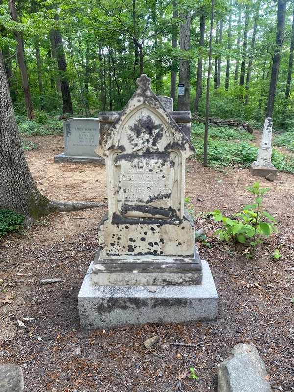 Plant, Tree, Natural environment, Cemetery