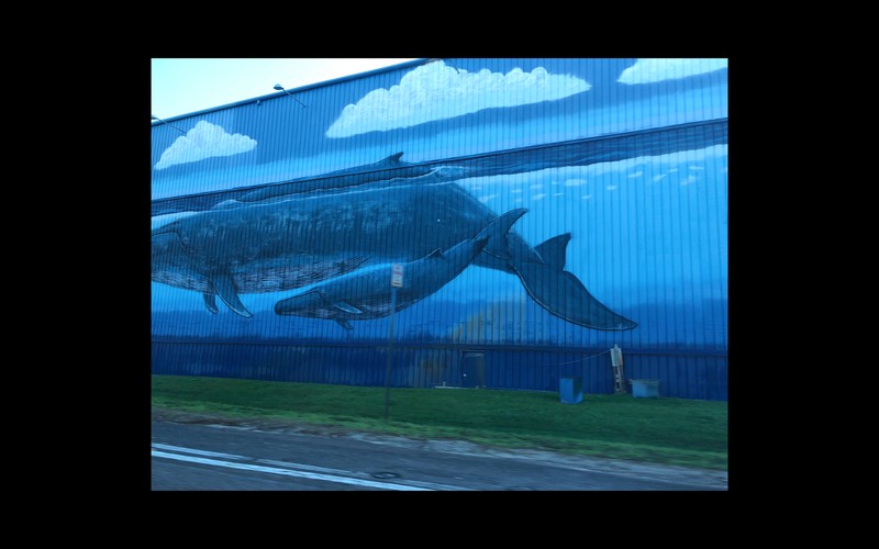 whale wall 2