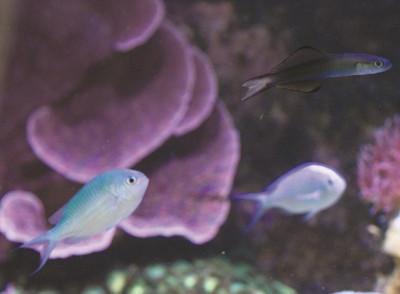 Tropical fish in the conservatory's fish tank 