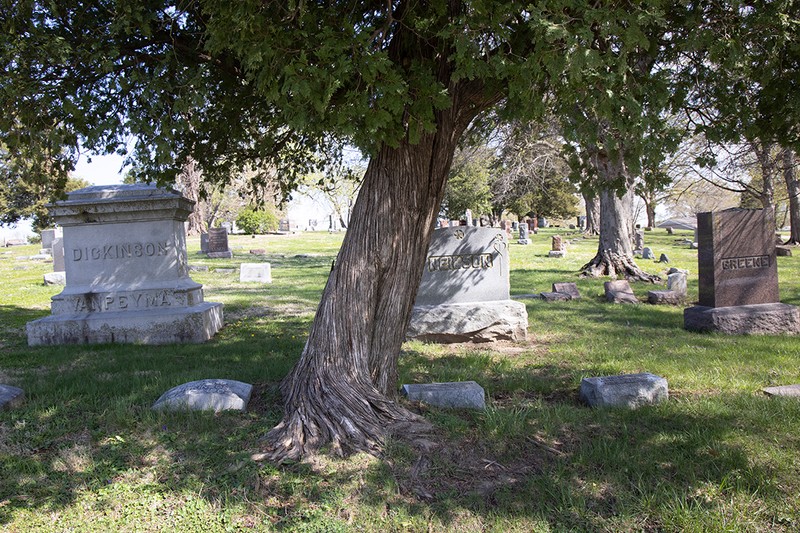 Plant, Branch, Cemetery, Tree