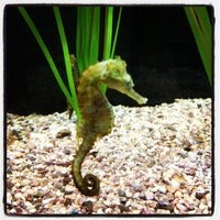 Northern Seahorse, Syngnathiformes, Organism, Seahorse