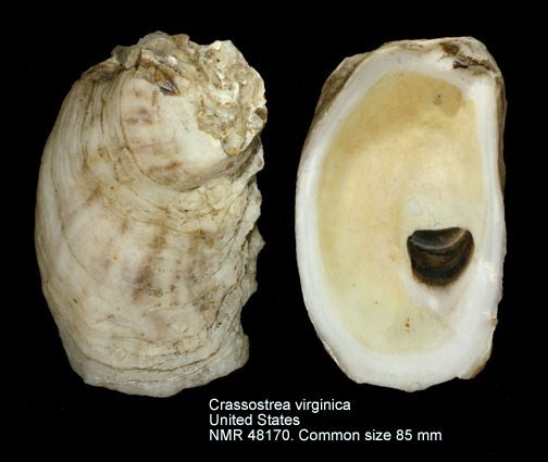 Oyster shells, oval shapped, exterior rough & irregular, interior smooth. 