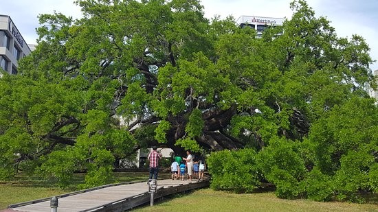 Visitors passing under Treaty Oak on the walkway