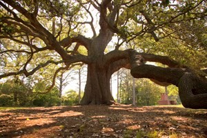 The Emancipation Oak tree as it stands in its 100-foot diameter. This photo was courtesy of the Virginia is for Lovers website.