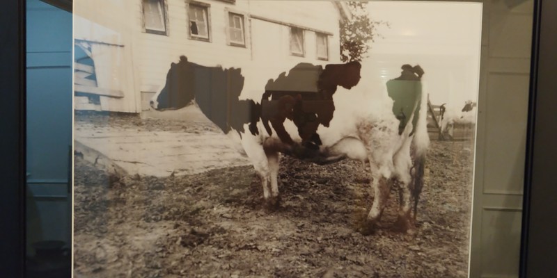 A photo of a Holstein cow at the Ackerhurst farm, located in the lobby. Photo taken May 6, 2020.