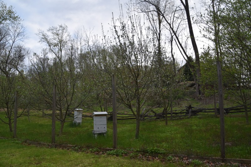 Image of orchard with budding apple trees and beehives