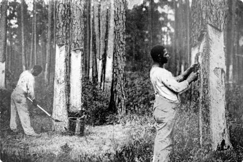 1900 Manatee County Naval Stores Industry gathering pine sap for distilling into turpentine