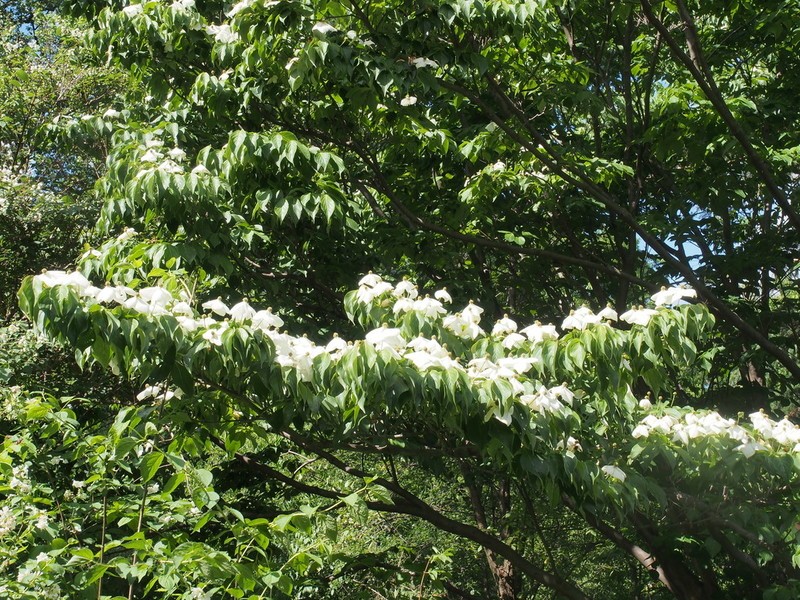 Closeup of branches and green leaves of a dogwood tree with blooming white flowers