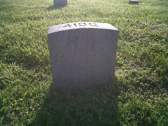 Plant, Light, Grass, Vegetation