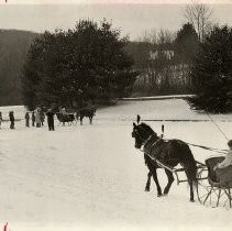 Snow, Working animal, Tree, Mammal