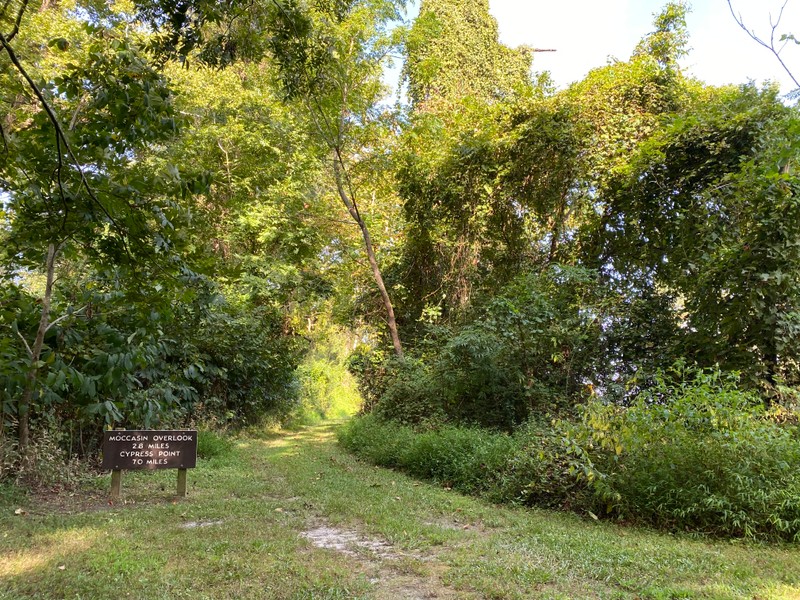 Plant, Tree, Natural landscape, Grass