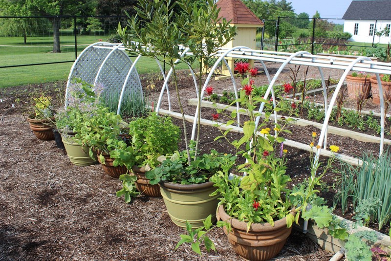 Growing Plants in the Discovery Garden 