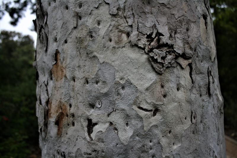 Sycamore Bark