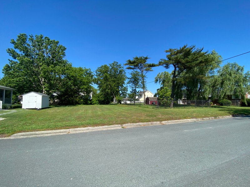 Sky, Plant, Tree, Road surface