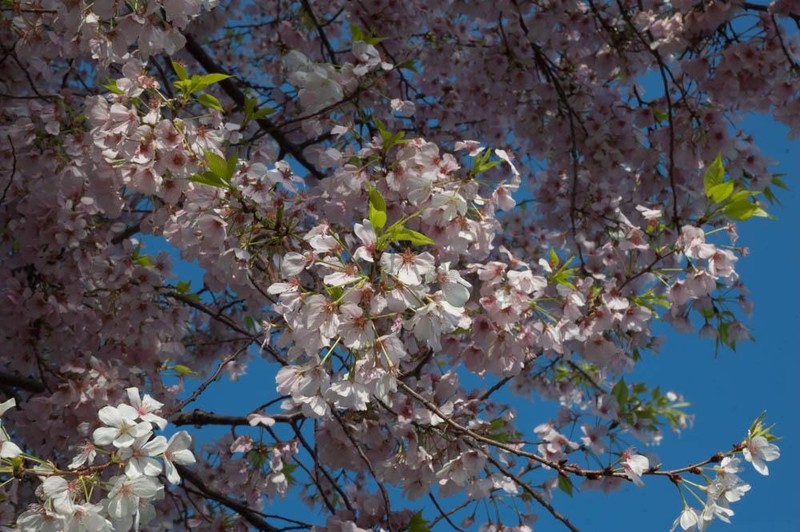 Closeup image of branches of a cherry blossom tree with blooming light pink flowers. Blue sky in background.