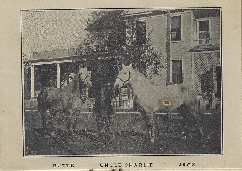 Horse, Working animal, Tree, Plant