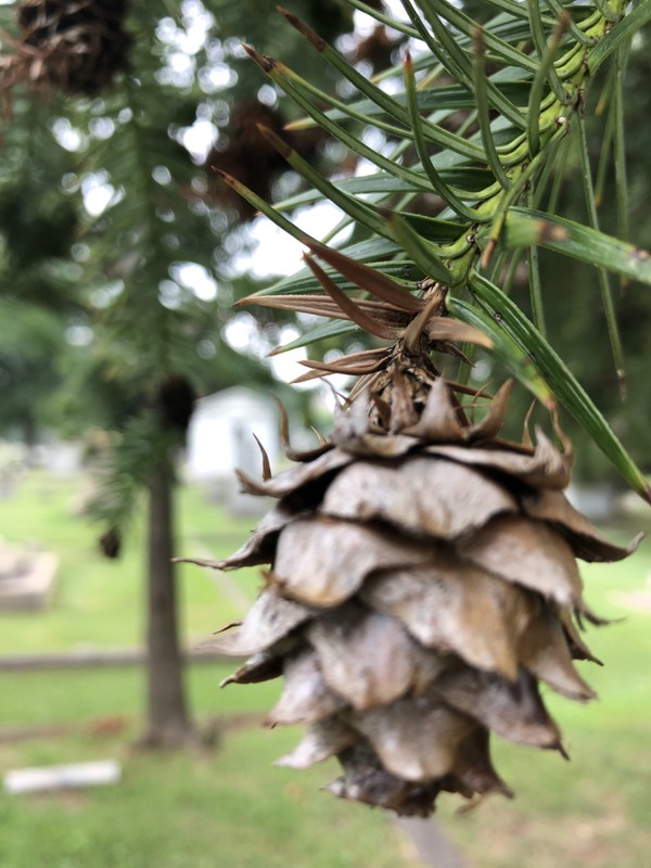 Plant, Natural material, Larch, Wood