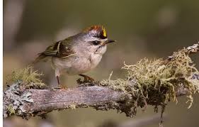 Golden-crowned Kinglet In Seward Park