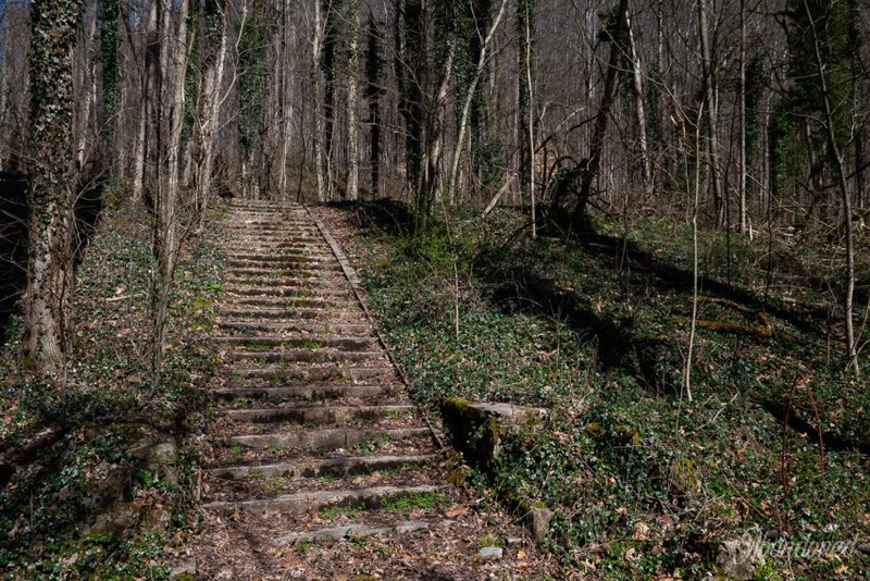 Plant, Wood, Natural landscape, Terrestrial plant