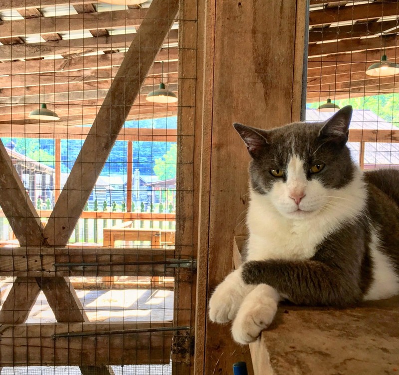 Charkey, one of the Farm's resident cats