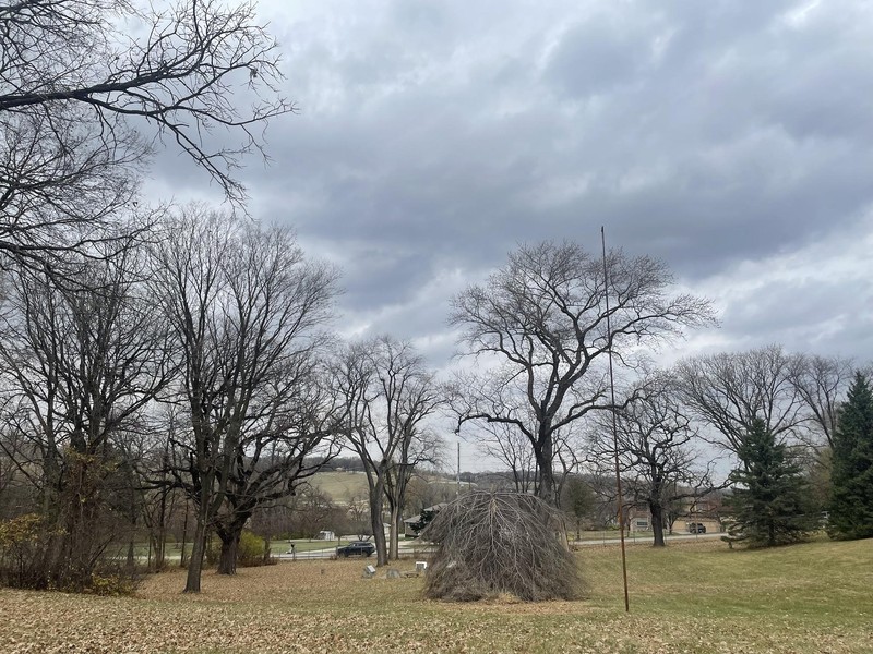 Trees, grass, leaves, sky