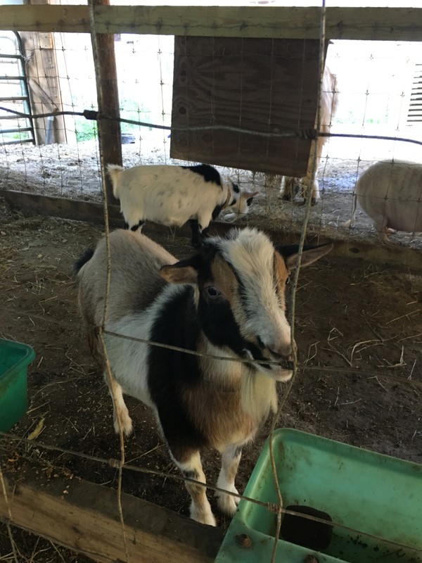 Pygmy goats