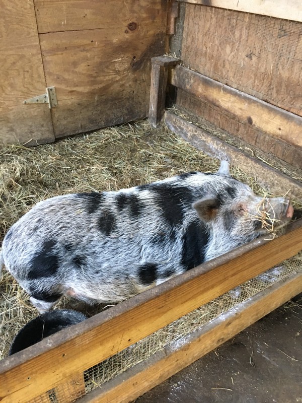 Penelope the Pig