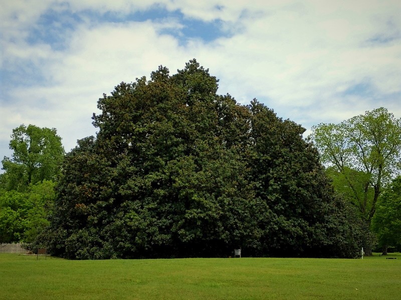 Washington Magnolia Tree