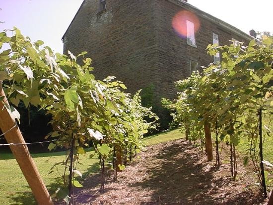 An outside view of the winery and its small vineyard.