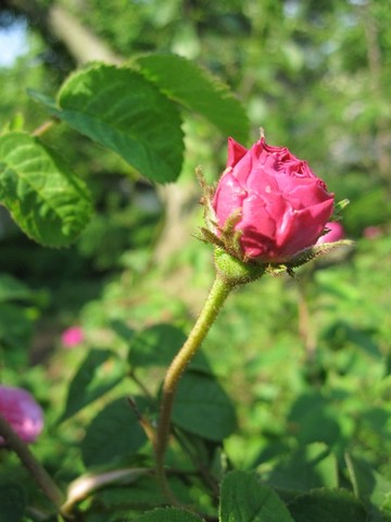 The Lafayette Rose