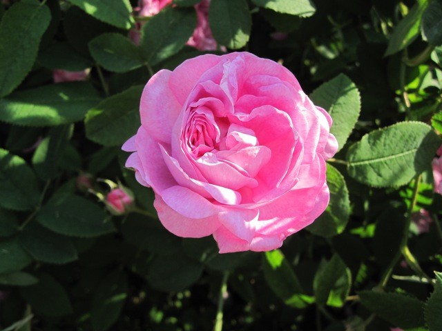 The Elegant Gallica Rose