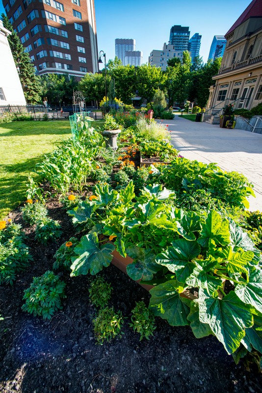 Image 3, Vegetable Garden, 2020.