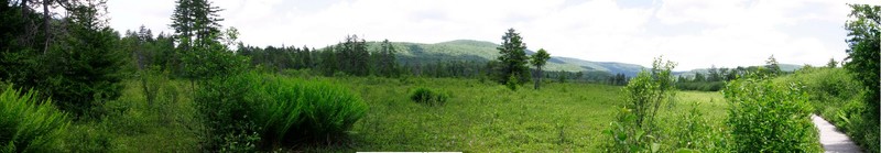 Open Bog Panorama